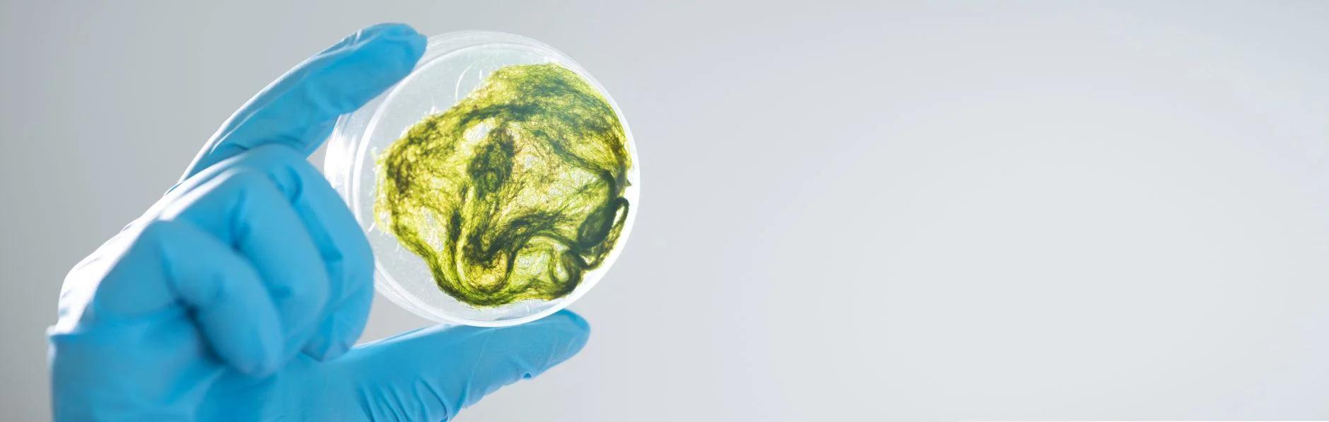 985 tunap biogoriva kenera